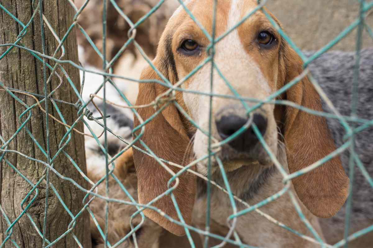 cane dietro rete