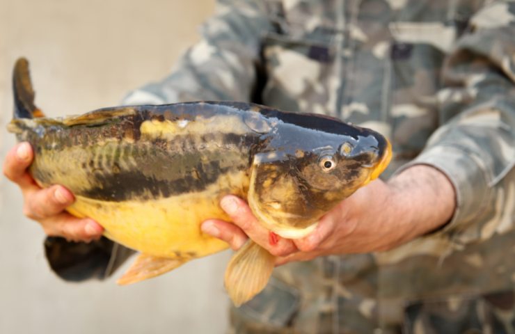 Carpa gigantesca