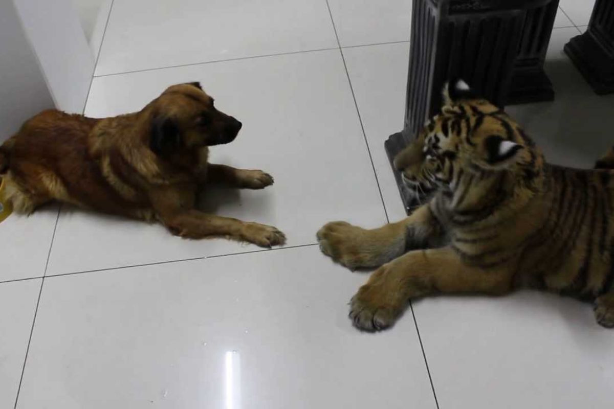 Cucciolo di tigre e cane