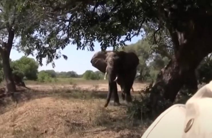 Elefante