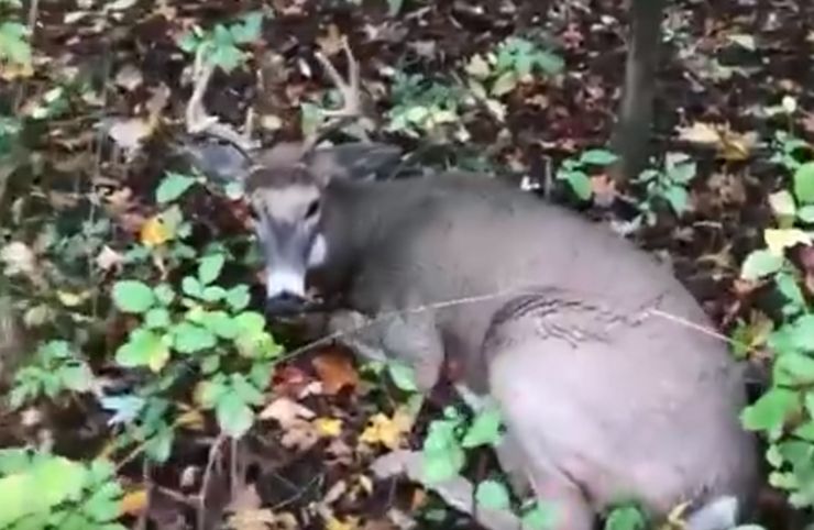 Un cervo nel bosco