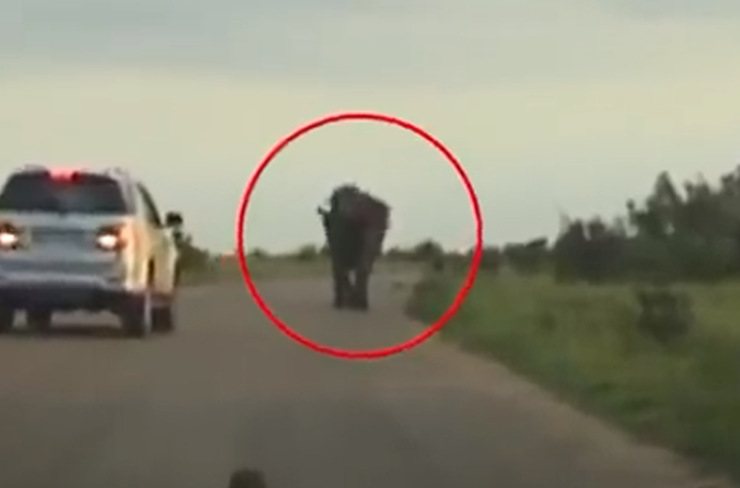 Un elefante in autostrada