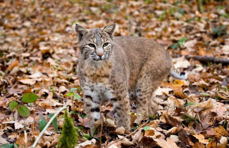 europa lince